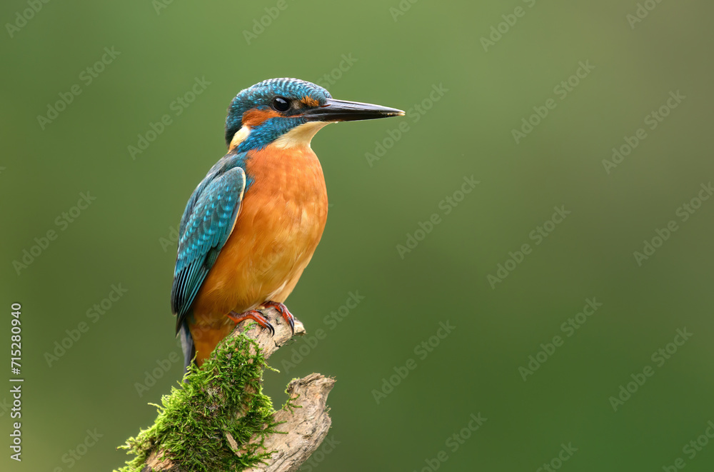 European Kingfisher ( Alcedo atthis ) close up European Kingfisher ( Alcedo atthis ) close up