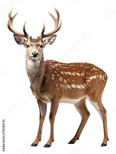 close up portrait of an antlered deer animal on a transparent background  generative ai