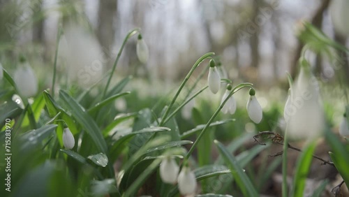 Wallpaper Mural White snowdrops in the early spring in the forest. Beautiful footage of galanthus commonly known as snowdrop. HLG BT.2020 Torontodigital.ca