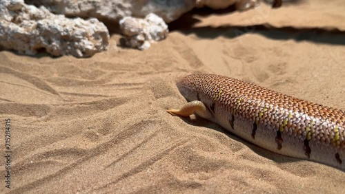 arabian desert sandfish (Scincus mitranus) buries himself in the sand photo