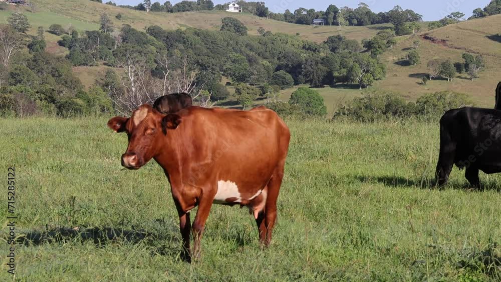 Cattle Grazing in Pastoral Landscape Cattle Grazing in Pastoral Landscape