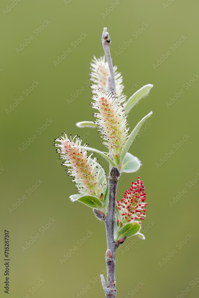 Beautiful colorful flowers of a willow tree, Finnish Lapland Beautiful colorful flowers of a willow tree, Finnish Lapland