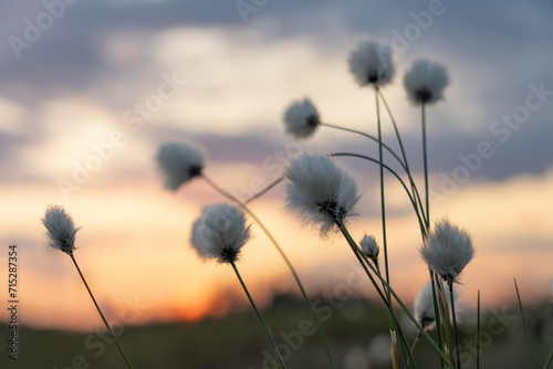 Cottongrass with evening sky as the background