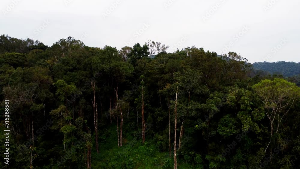 Ariel shot of Trees tops of forests of coorg in Karnataka, India
Ariel shot of Trees tops of forests of coorg in Karnataka, India