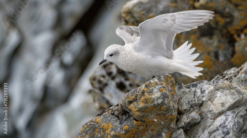 Closeup of a snow petrel perched on a rocky outcrop its wings slightly extended as it prepares to take off into the bery skies