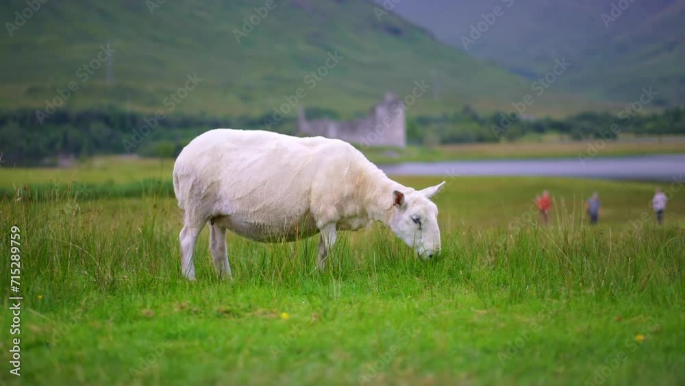 Sheep grazing grass in Scotland, Kilchurn Castle in the background. Historic medieval castle ruins. Travel destination, tourism landmark in UK.
Sheep grazing grass in Scotland, Kilchurn Castle in the background. Historic medieval castle ruins. Travel destination, tourism landmark in UK.