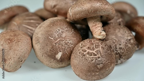 Shiitake mushroom on the White background