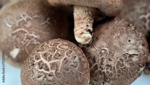 Shiitake mushroom on the White background