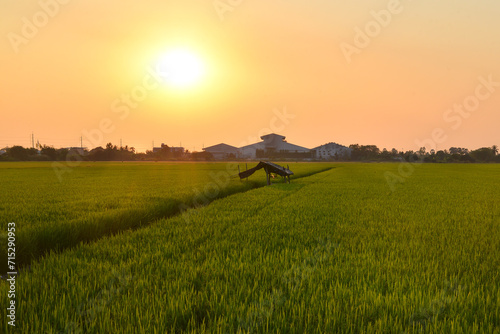 Evening atmosphere at rice fields and old pavilion 
