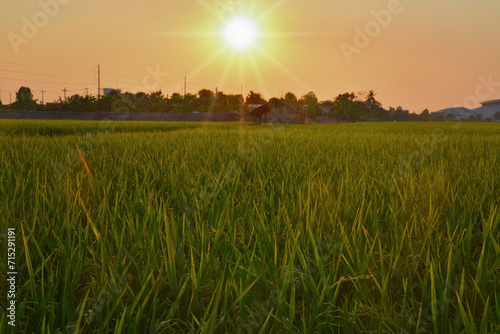 Evening atmosphere at rice fields 