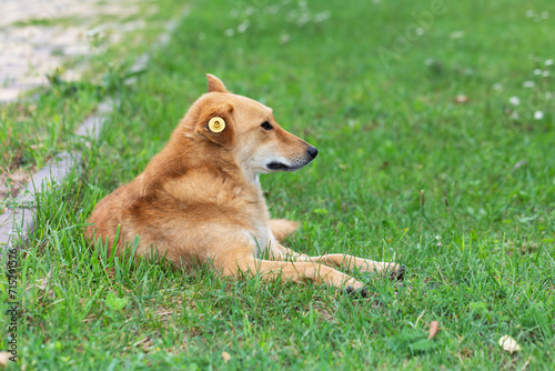 A homeless dog with a tag on his ear lies on the grass in the park and looks away photo
