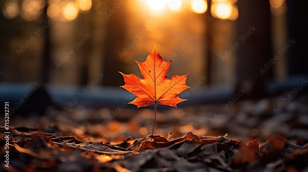 one maple leaf, Beautiful autumn landscape with. Colorful foliage in the park. Falling leaves natural background