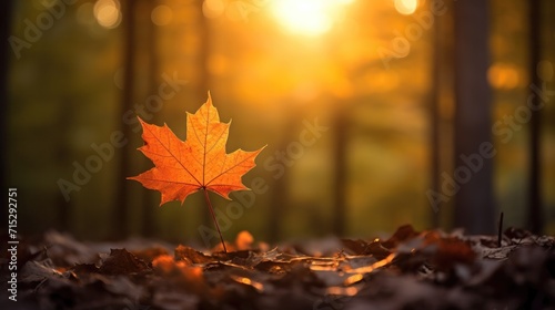 one maple leaf  Beautiful autumn landscape with. Colorful foliage in the park. Falling leaves natural background