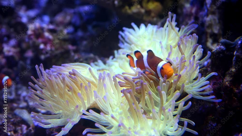 A Nemo fish plays hide and seek amongst the moving tentacles of a soft Sea Anemone. Clownfish or Anemonefish in Aquarium concept. 4k super slow motion 120 fps raw cinematic video A Nemo fish plays hide and seek amongst the moving tentacles of a soft Sea Anemone. Clownfish or Anemonefish in Aquarium concept. 4k super slow motion 120 fps raw cinematic video