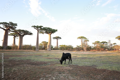 sunset on baobab avenue with cow in morondava, madagascar photo