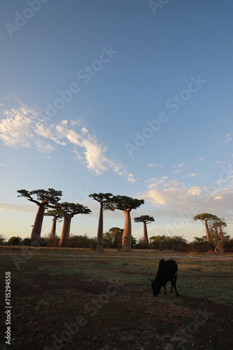 sunset on baobab avenue in morondava, madagascar