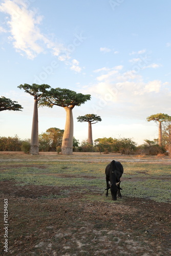 sunset on baobab avenue with cow in morondava, madagascar photo