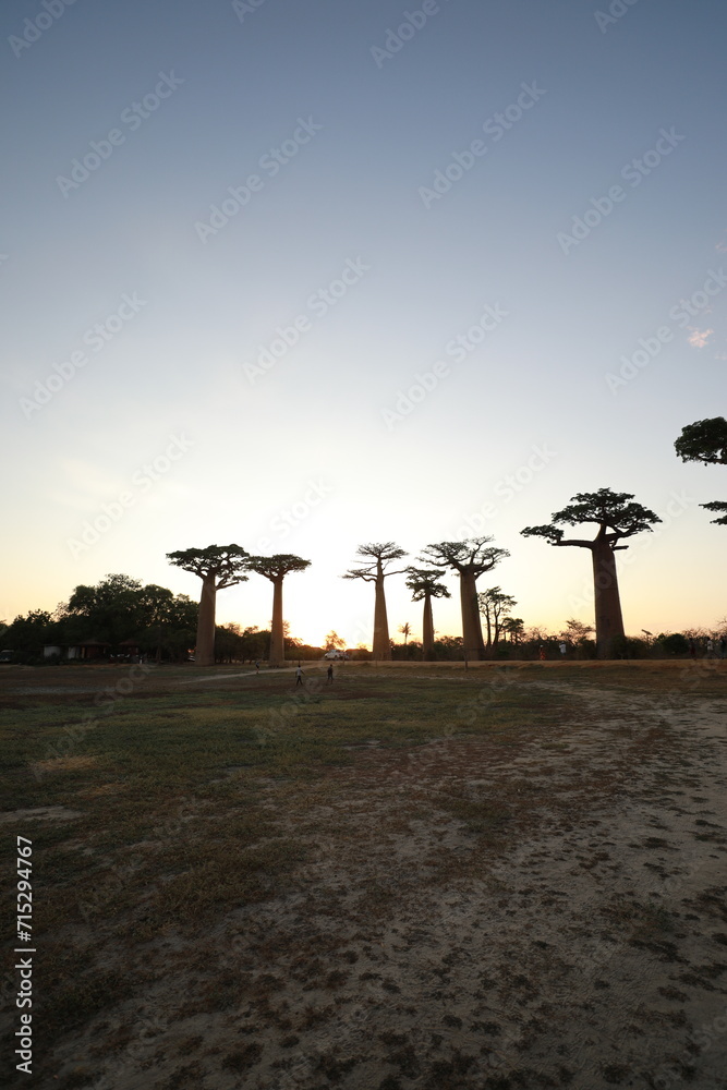 sunset on baobab avenue in morondava, madagascar