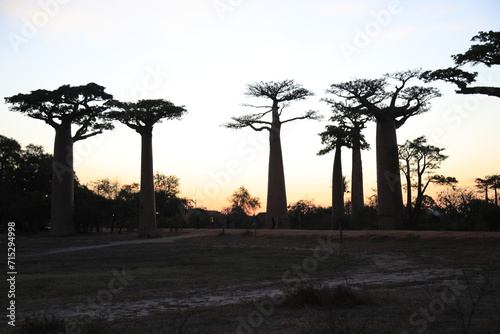 sunset on baobab avenue in morondava  madagascar