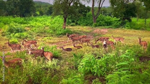 Spotted deer chital or cheetal (Axis axis)- Bandipur Wild life Sanctuary, Karnataka, India	 photo