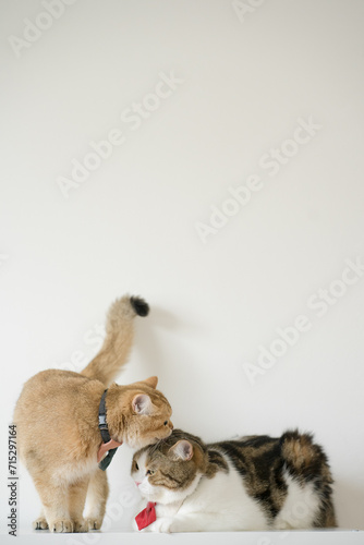 business concept with gold brittish and tabby scottish cat costume with necktie during smell and lick together