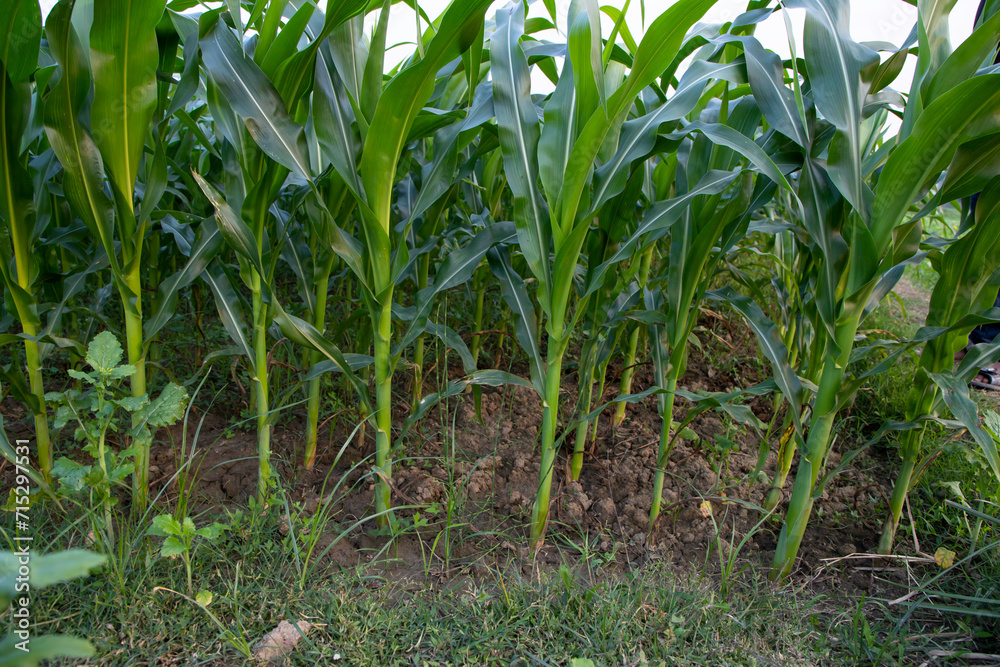 Agriculture corn fields growing in the harvest countryside of Bangladesh Agriculture corn fields growing in the harvest countryside of Bangladesh