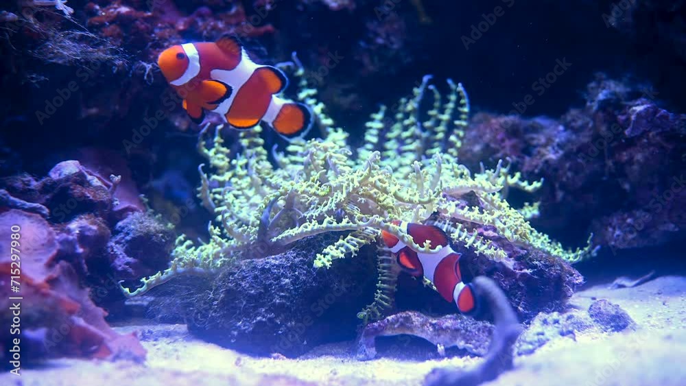 A Nemo fish plays hide and seek amongst the moving tentacles of a soft Sea Anemone. Clownfish or Anemonefish in Aquarium concept. 4k super slow motion 120 fps raw cinematic video A Nemo fish plays hide and seek amongst the moving tentacles of a soft Sea Anemone. Clownfish or Anemonefish in Aquarium concept. 4k super slow motion 120 fps raw cinematic video