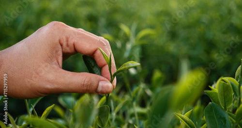 Tableau sur toile Woman Hand holding harvest plucking black green tea herbal agriculture