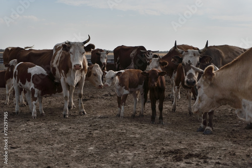 Cow cattle walking in fenced barnyard.