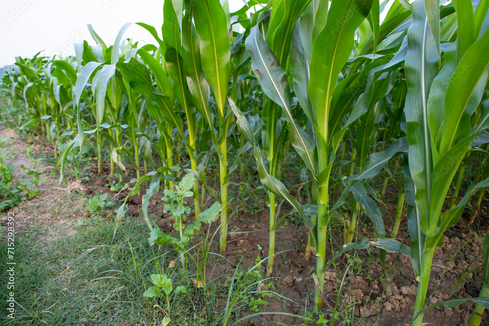 Agriculture corn fields growing in the harvest countryside of Bangladesh Agriculture corn fields growing in the harvest countryside of Bangladesh