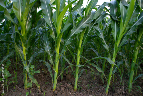 Agriculture corn fields growing in the harvest countryside of Bangladesh