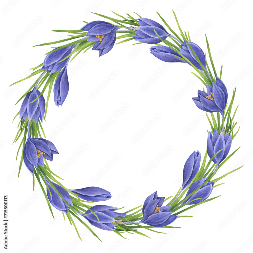 Wreath of watercolor crocuses. Spring wreath with garden purple flowers isolated on white background Wreath of watercolor crocuses. Spring wreath with garden purple flowers isolated on white background