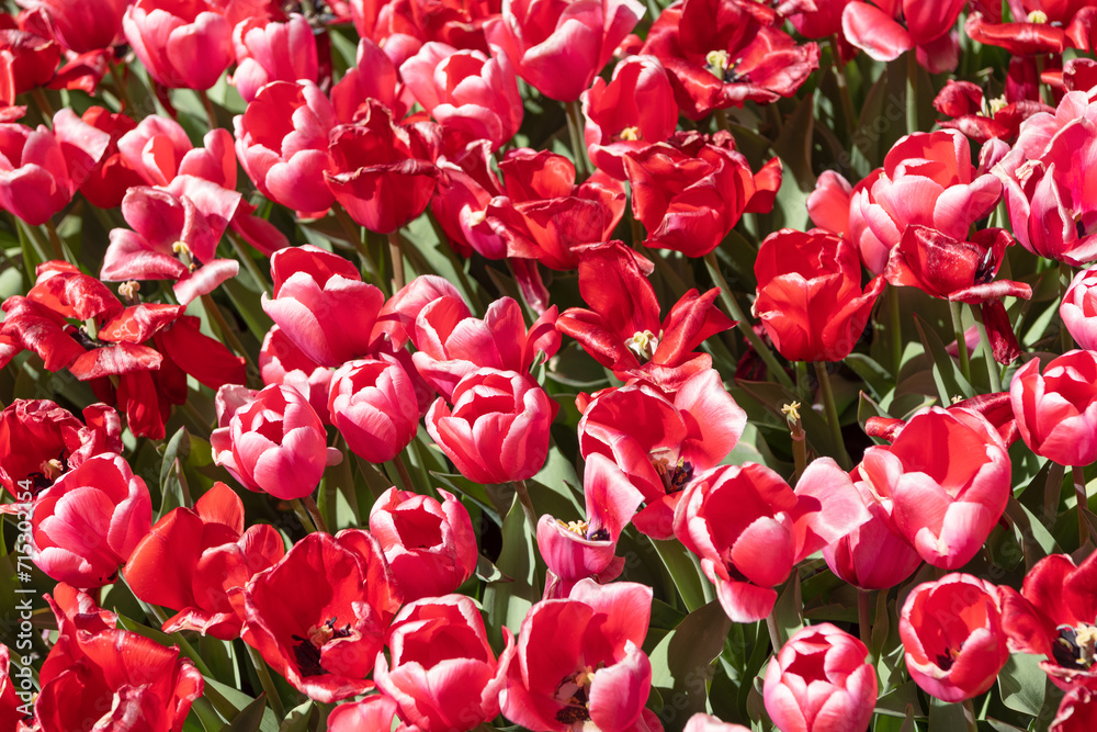 Tulip flower. Natural flower plant. Flora nature. Bright blooming flower in nature. Tulip field background. Flower of tulip. Flowering nature closeup. Macro of flowering tulip. Seasonal flowering