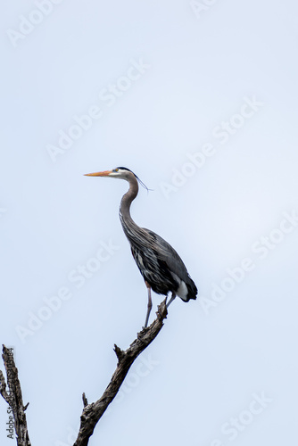 Blue heron resting atop a tree