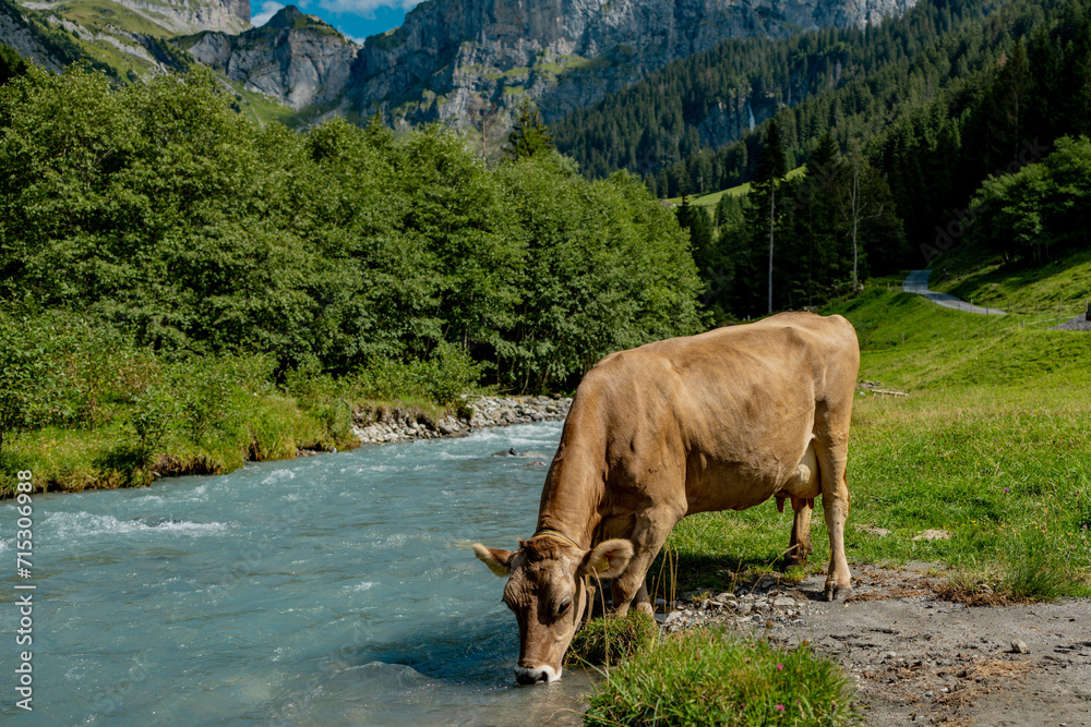Cow drink water from mountains river Cows on green grass in a meadow, pasture. Cattle cows grazing on farmland. Brown cows grazing in grassy meadow.
