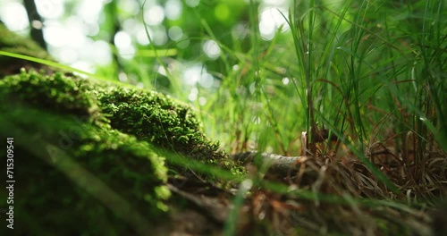 Close up on lichen moss and herb in the forest