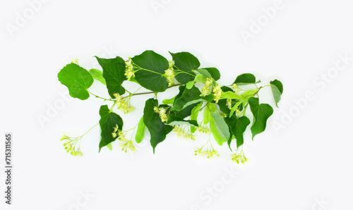 Blooming linden branch isolated on white background.