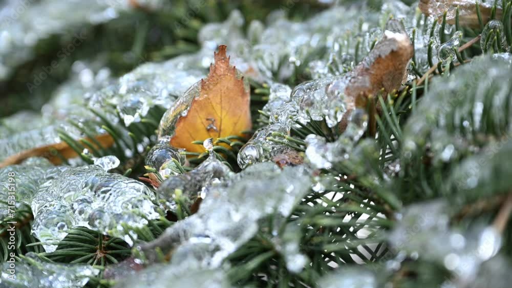 Close up of crystal clear, transparent icicle on the tip of a small conifer branch shivering on wind in winter wood, green blurred background. High quality 4k super slow motion raw cinematic footage Close up of crystal clear, transparent icicle on the tip of a small conifer branch shivering on wind in winter wood, green blurred background. High quality 4k super slow motion raw cinematic footage