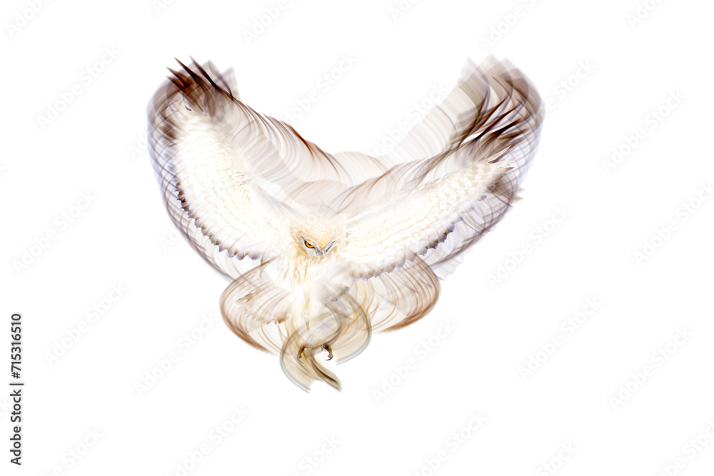 An artistic work where photography and lines meet. White background. Little owl. An artistic work where photography and lines meet. White background. Little owl.