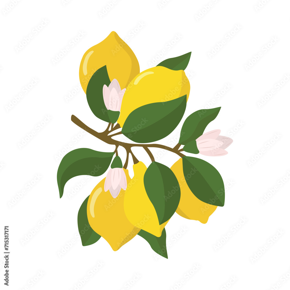 Obraz premium A lemon sprig with lemon fruits in a flat style. Vector illustration highlighted on a white background.