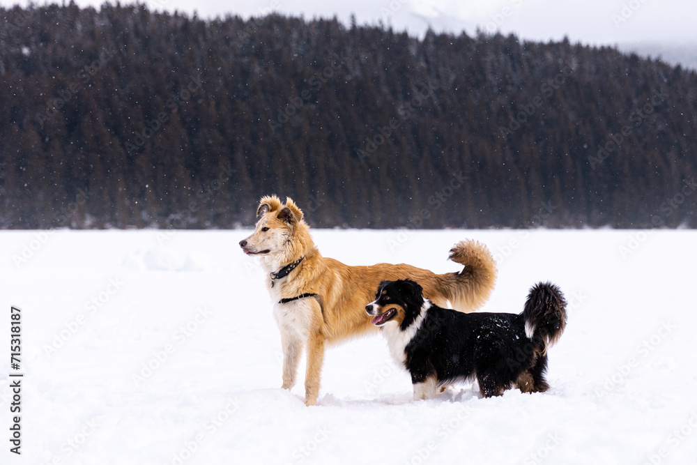 Happy dogs playing in the snow with alpine mountain backdrop, Aussie Shepard, pets, canine. Happy dogs playing in the snow with alpine mountain backdrop, Aussie Shepard, pets, canine.