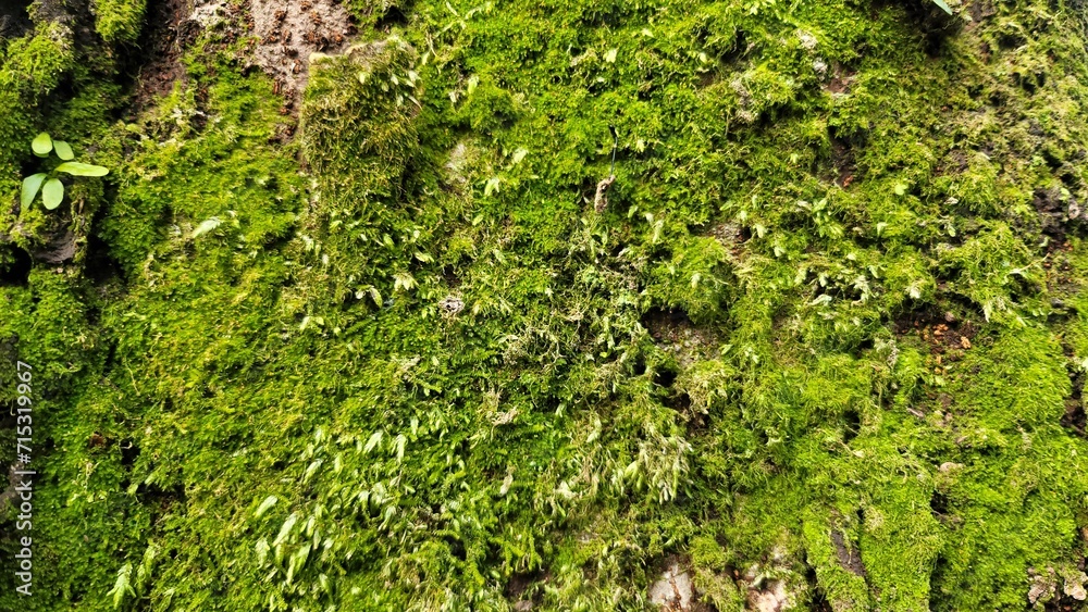 苔・こけ・コケ/moss/이끼 苔・こけ・コケ/moss/이끼