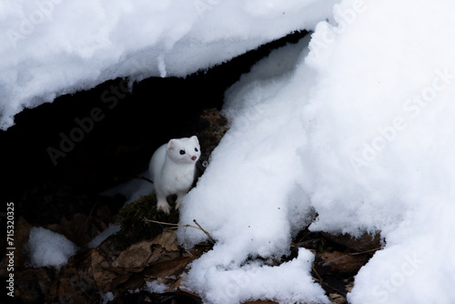 Leastweasel in the snow