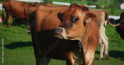 Brown jersey cow moving her head and eating in the field pasture in summer sunny day in group