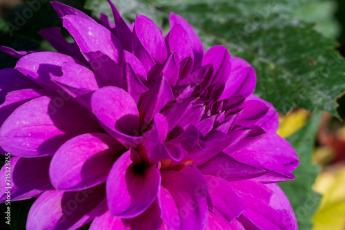 Detail of the purple flower of the Georgina plant.