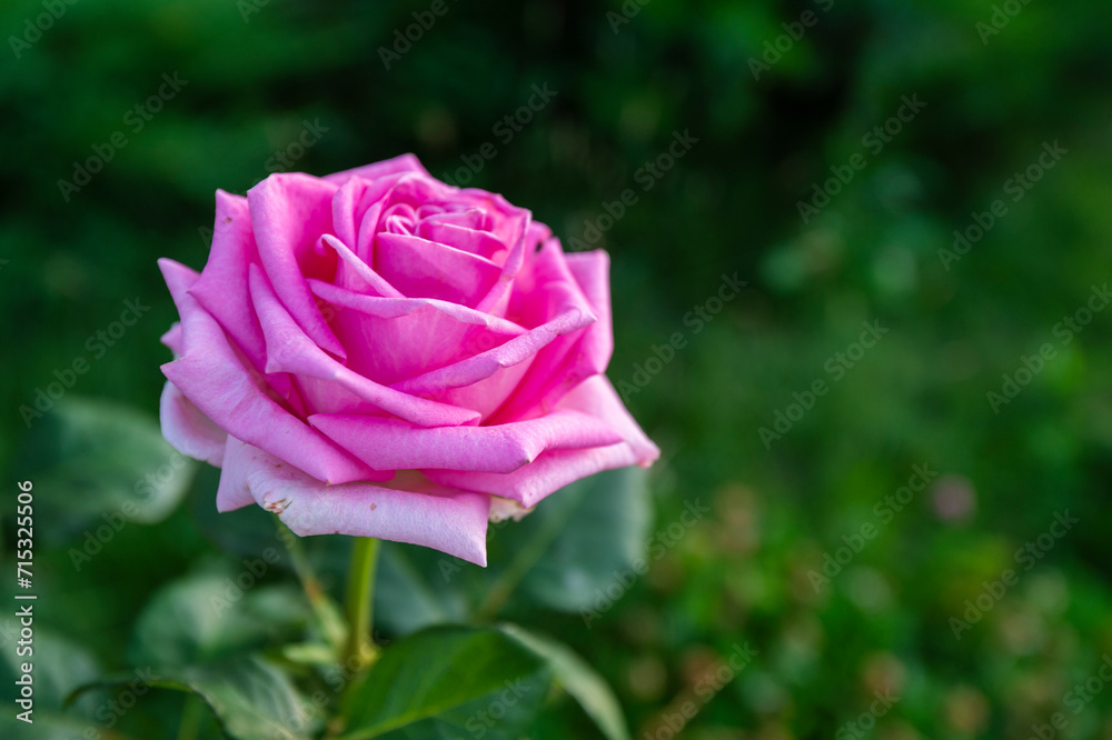 pink rose