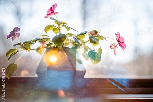 Blooming pink impatiens flowers on windowsill in reflected light photo