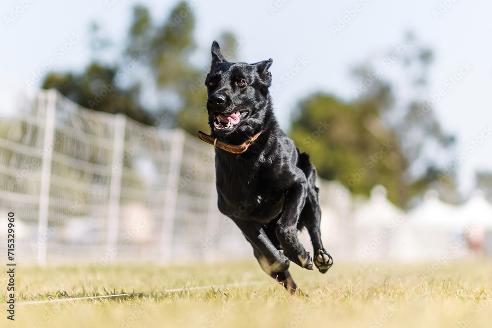happy black German Shepherd dog running in lure course sport happy black German Shepherd dog running in lure course sport