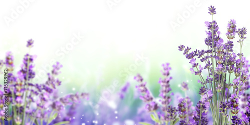 Purple lavender flowers on sunny beautiful nature spring background. Summer scene with fresh lavandula flower of lilac color. Blooming lavender field. Horizontal spring banner. Copy space for text