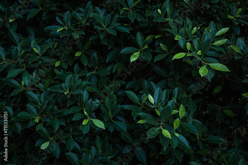 Fresh green tropical leave bushes background